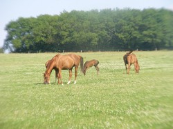 Illustration de la galerie