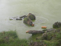 Illustration de la galerie