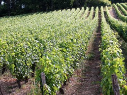 Illustration de la galerie