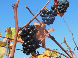 Illustration de la galerie